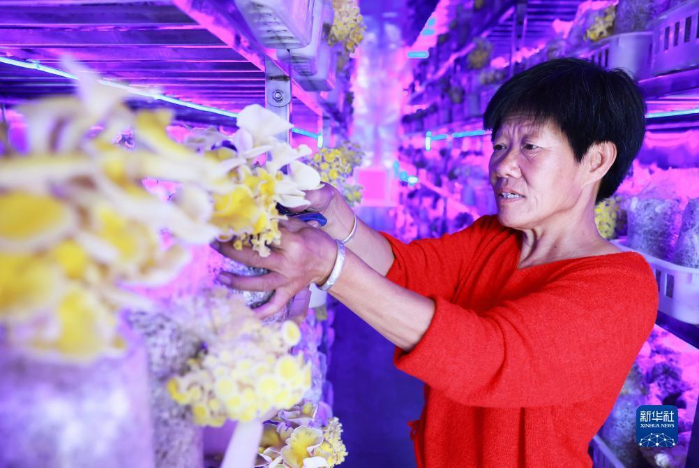 菠菜正规平台